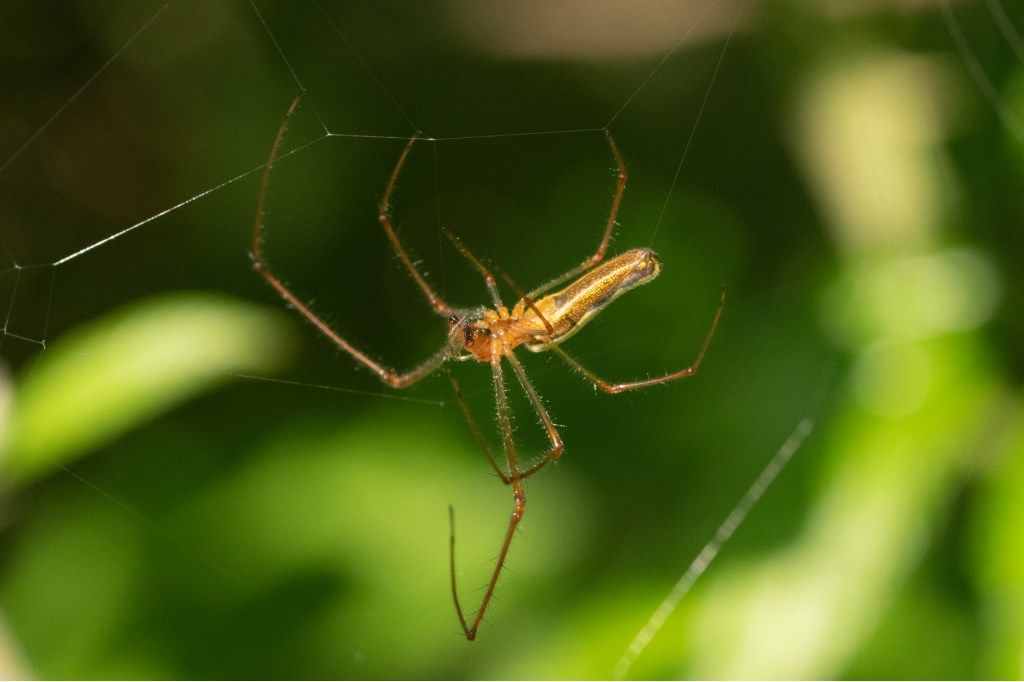 Tetragnatha sp. - campagna cremasca (CR)