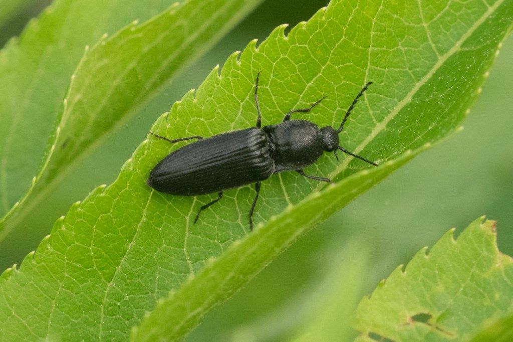 Elateridae: cfr. Cidnopus sp.