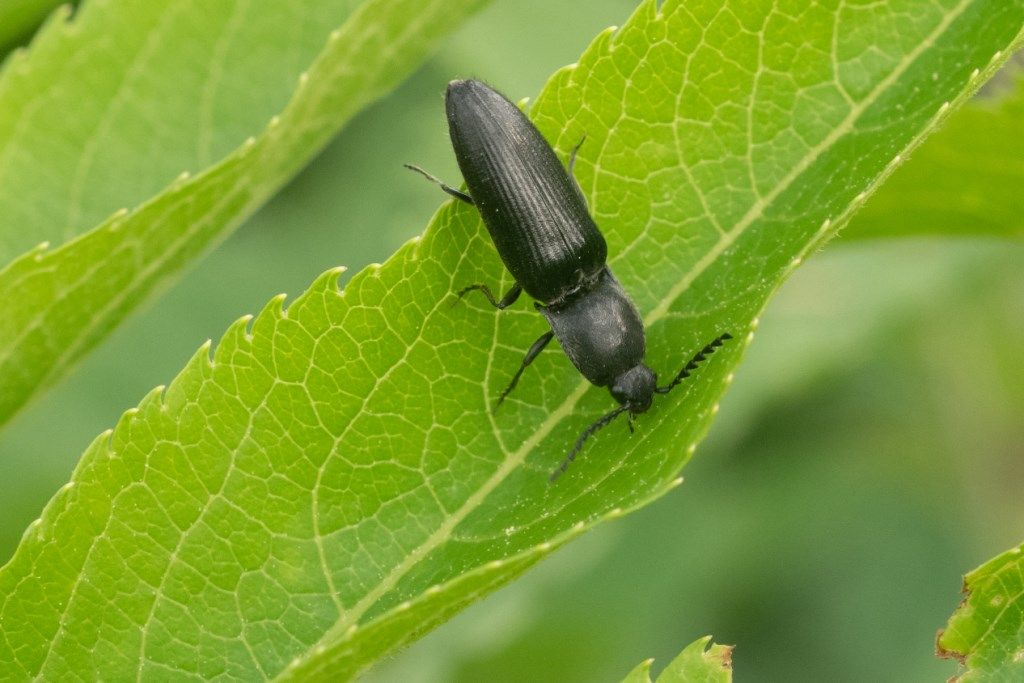 Elateridae: cfr. Cidnopus sp.