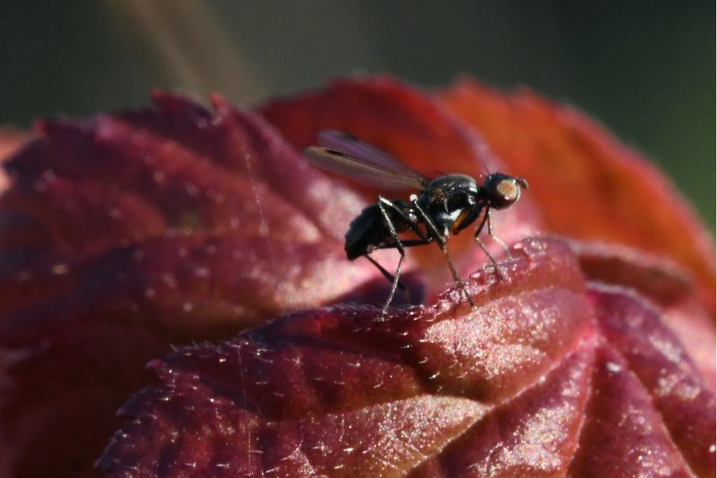 Sepsidae sp.