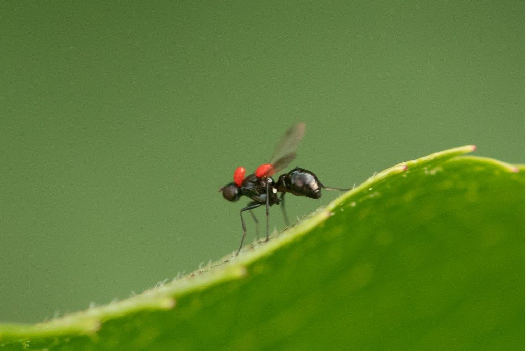 Sepsidae sp., parassitato da acari