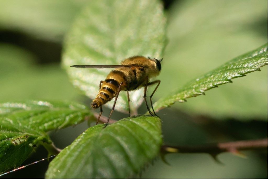 Thereva aurata (Therevidae)