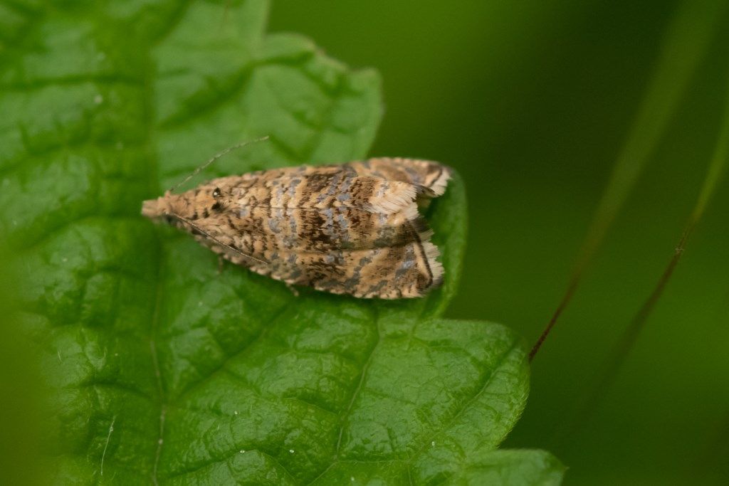 farfallina da determinare