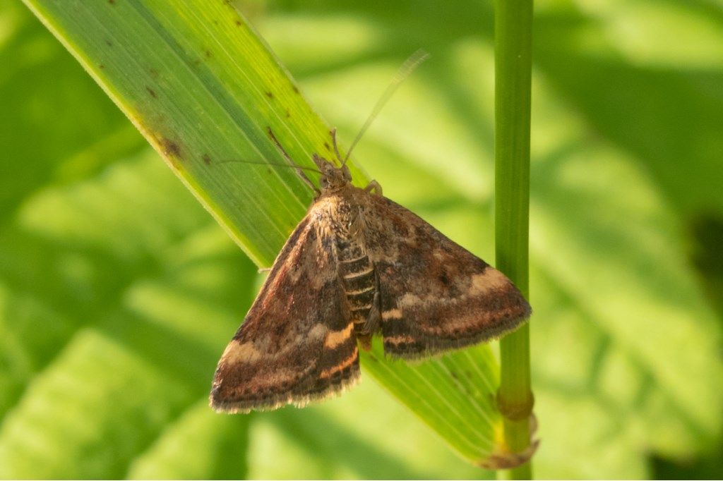 Pyrausta despicata - Crambidae