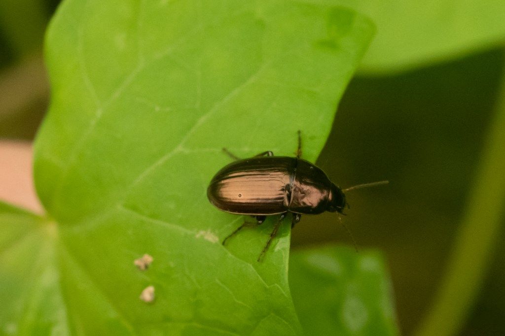 Carabidae: Amara aenea