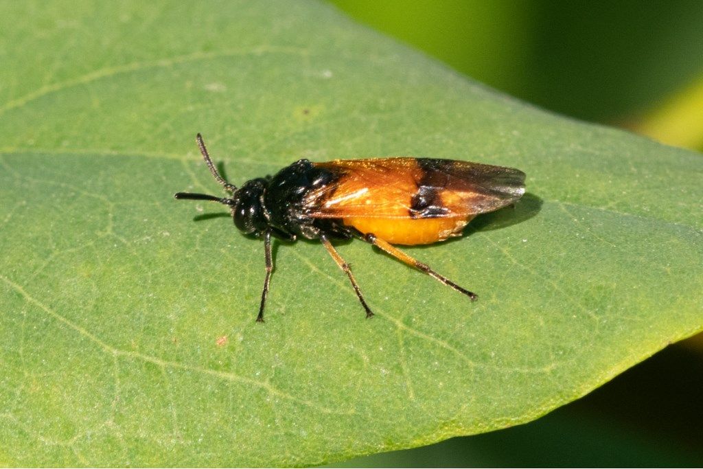 Argidae: Arge cyanocrocea, femmina