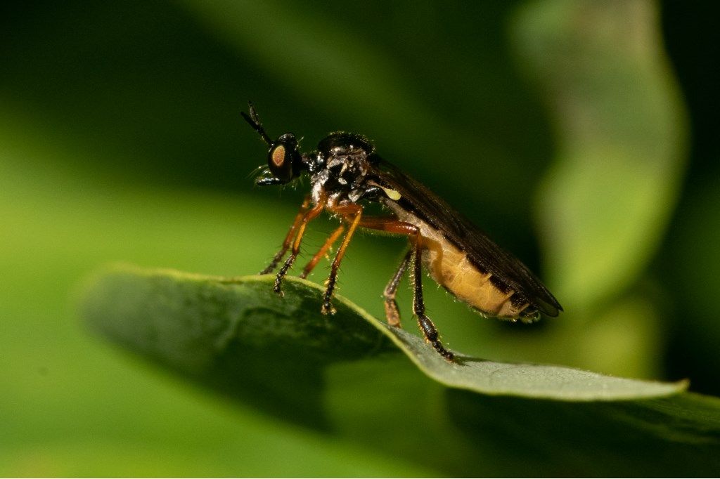 Asilidae: Dioctria sp.