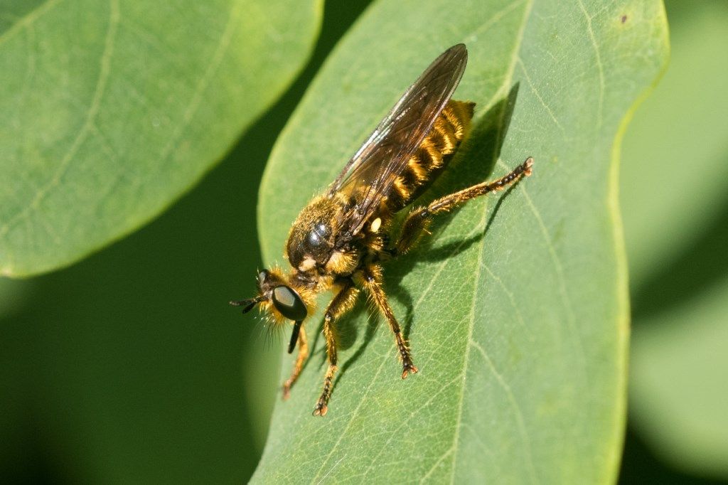 Pogonosoma maroccanum (Asilidae)