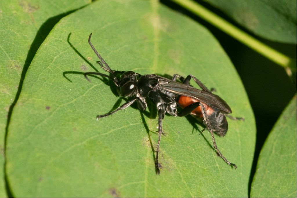 Pompilidae Pompilinae: cfr. Anoplius infuscatus