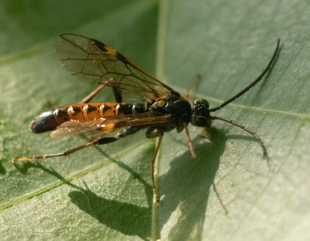 Sinfite da determinare: Tenthredopsis sp. (Tenthredinidae)