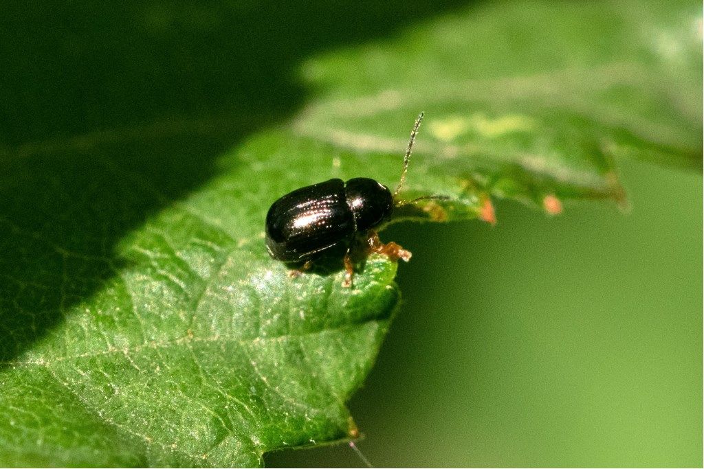 Chrysomelidae:  Cryptocephalus sp.