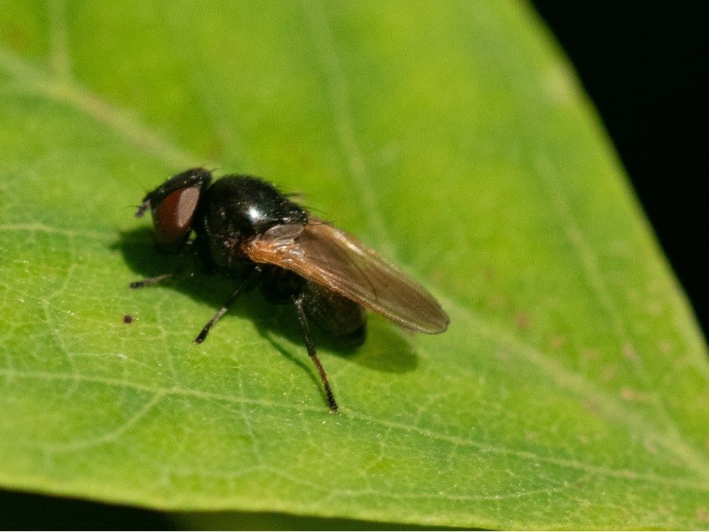 Lonchaea sp. (Lonchaeidae)