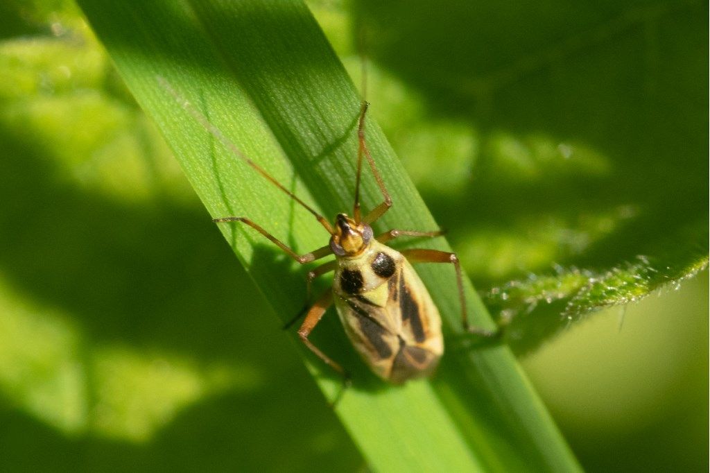 Miridae: Stenotus binotatus