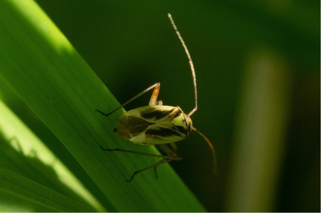 Miridae: Stenotus binotatus