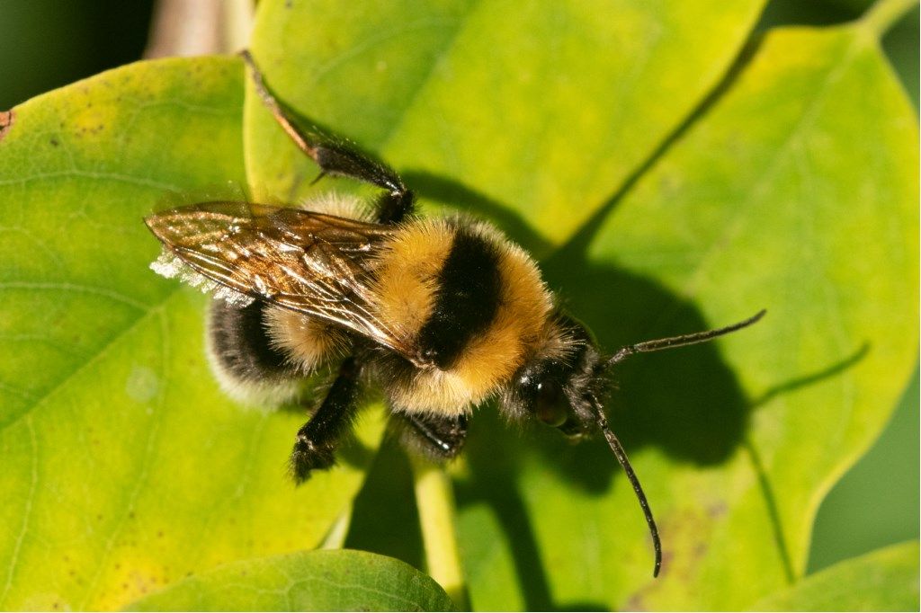 Apidae: Bombus ruderatus e cfr. Bombus terrestris