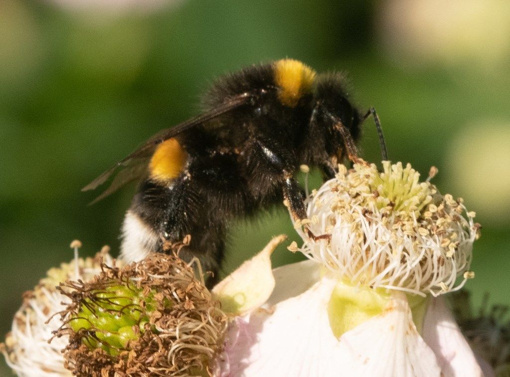 Apidae: Bombus ruderatus e cfr. Bombus terrestris