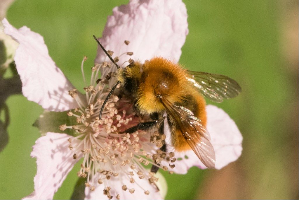 Apidae: Bombus pascuorum melleofacies