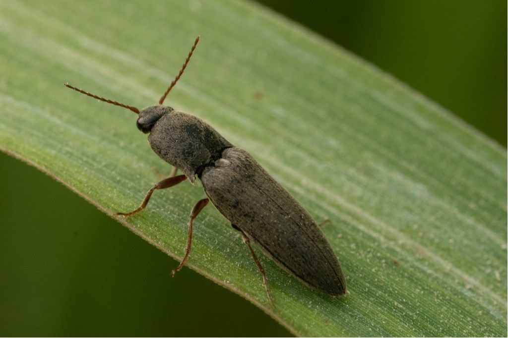 Elateridae: forma scura di Agriotes litigiosus