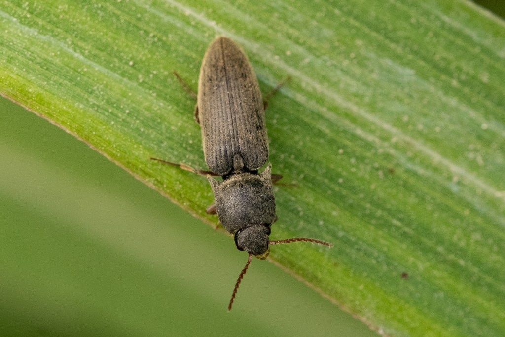 Elateridae: forma scura di Agriotes litigiosus