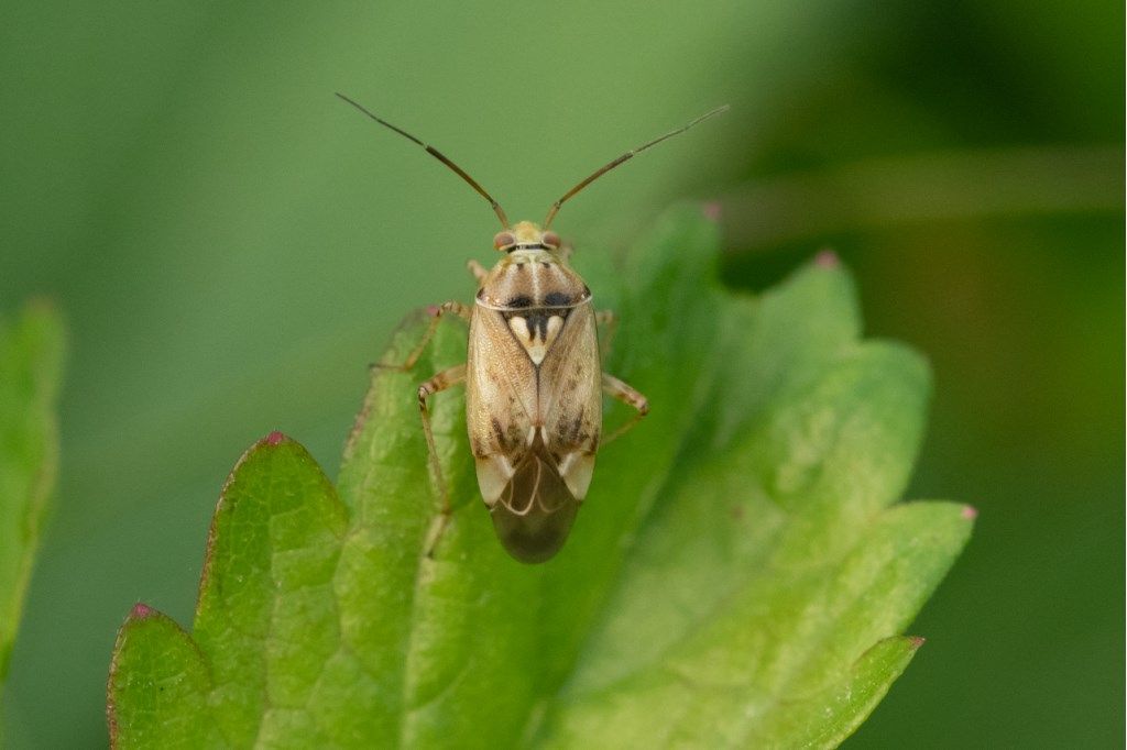 Miridae: Lygus rugulipennis ?  S !