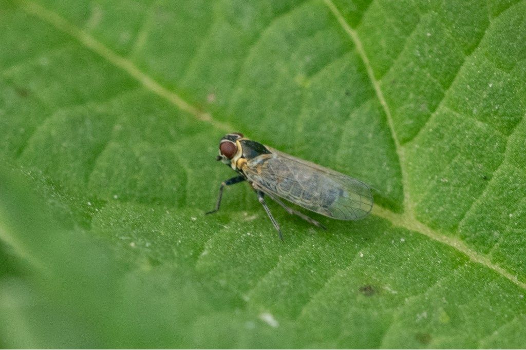 Fulgoromorpha Cixiidae:  Hyalesthes obsoletus