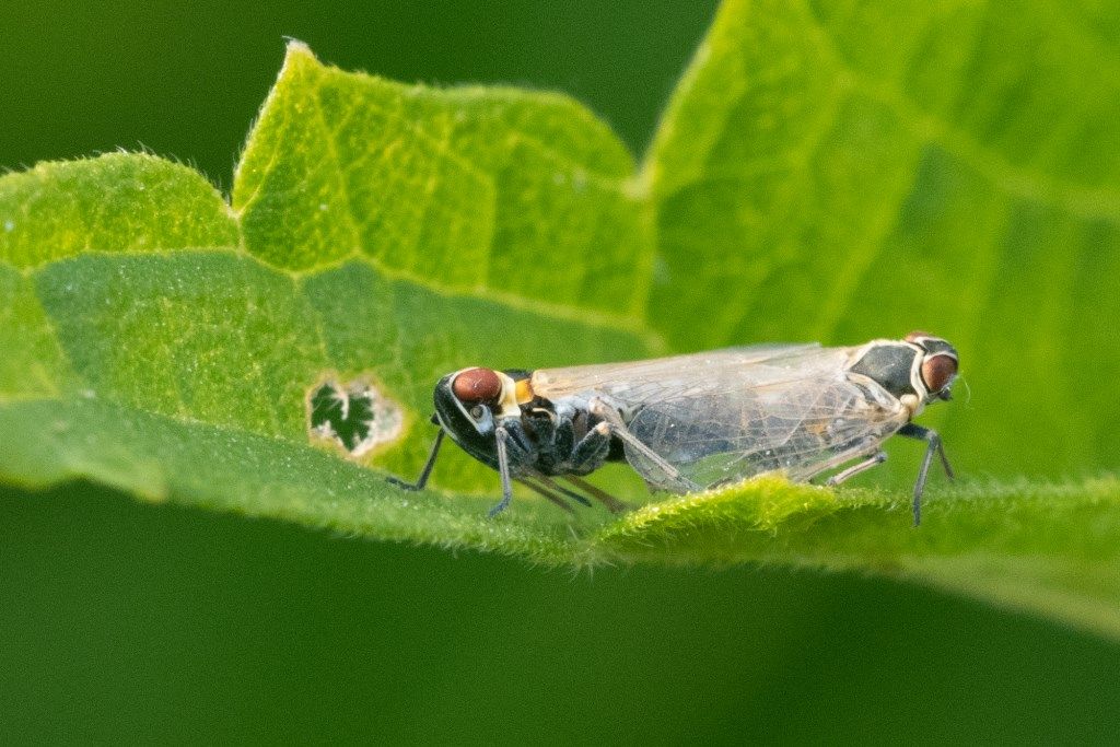 Fulgoromorpha Cixiidae:  Hyalesthes obsoletus