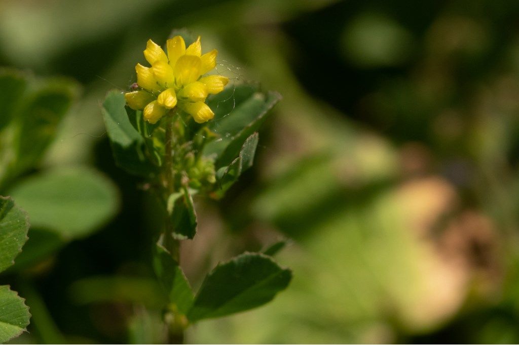 Trifolium dubium ?  Trifolium cfr. dubium