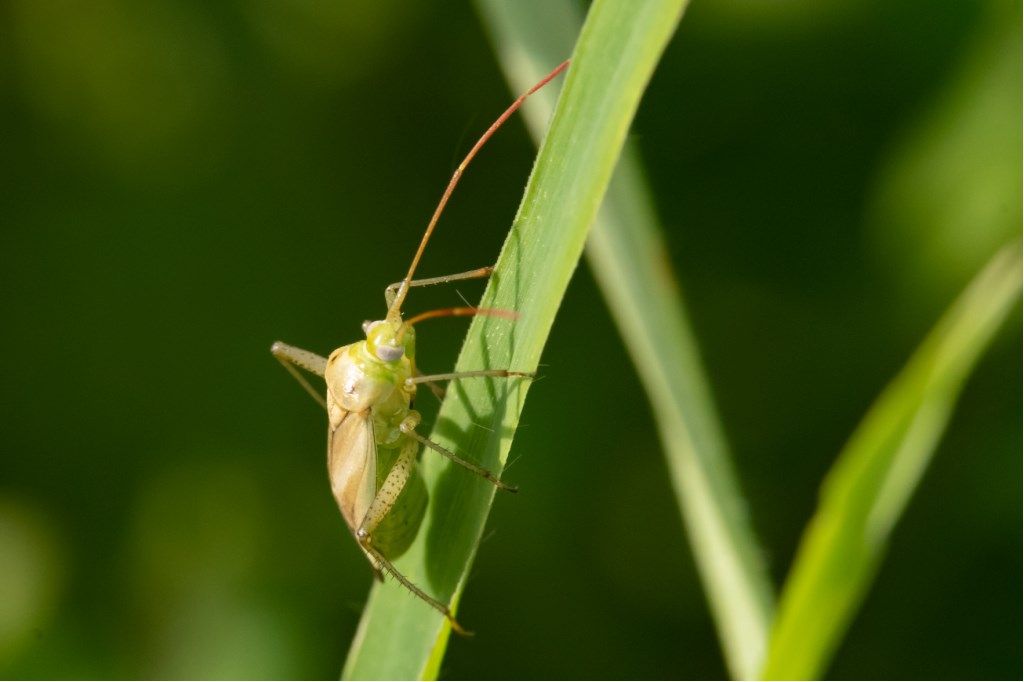 Miridae: Adelphocoris lineolatus