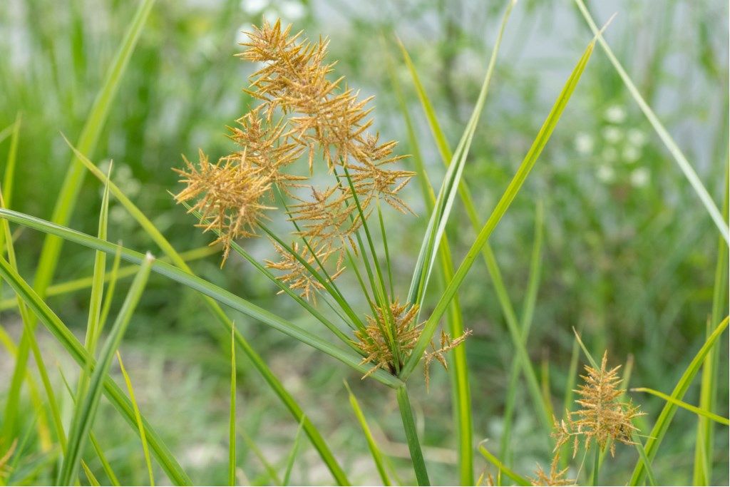 Cyperus strigosus / Zigolo americano