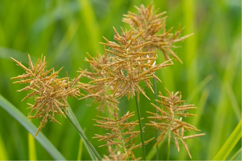 Cyperus strigosus / Zigolo americano