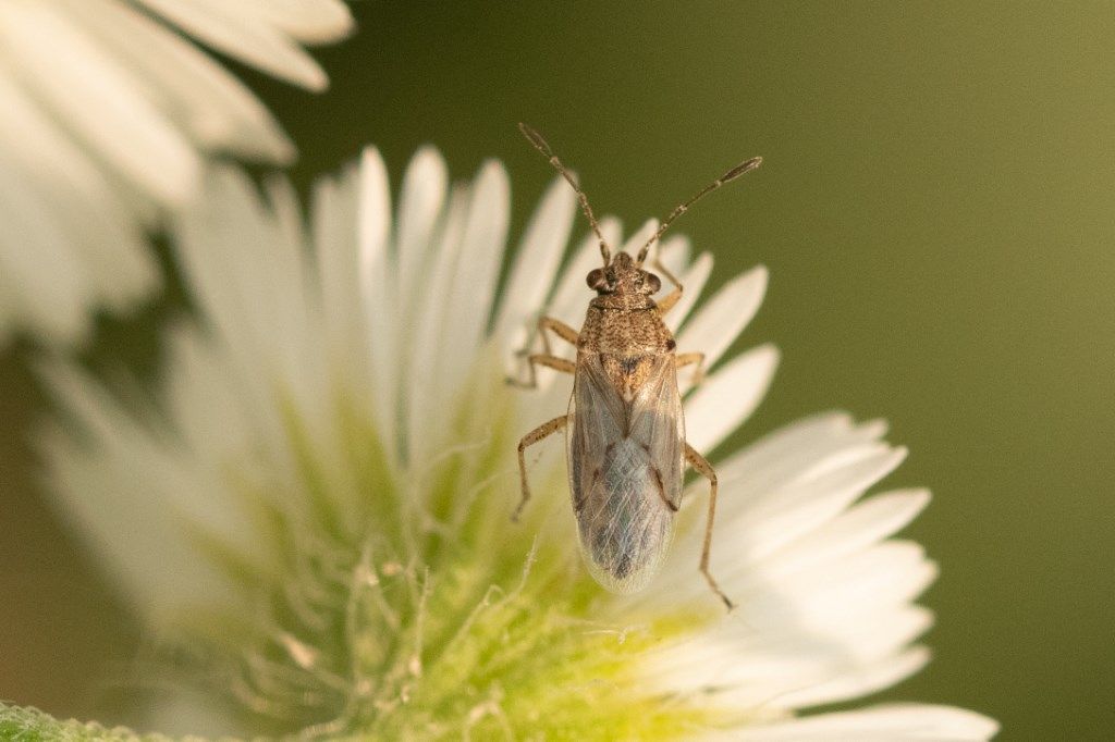 Rhopalidae ? No, Lygaeidae: Nysius senecionis