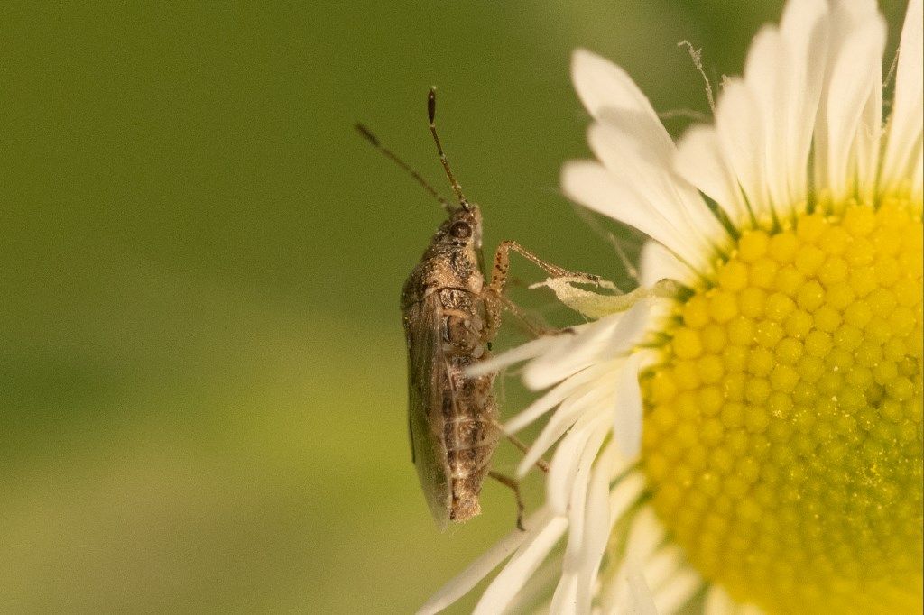 Rhopalidae ? No, Lygaeidae: Nysius senecionis