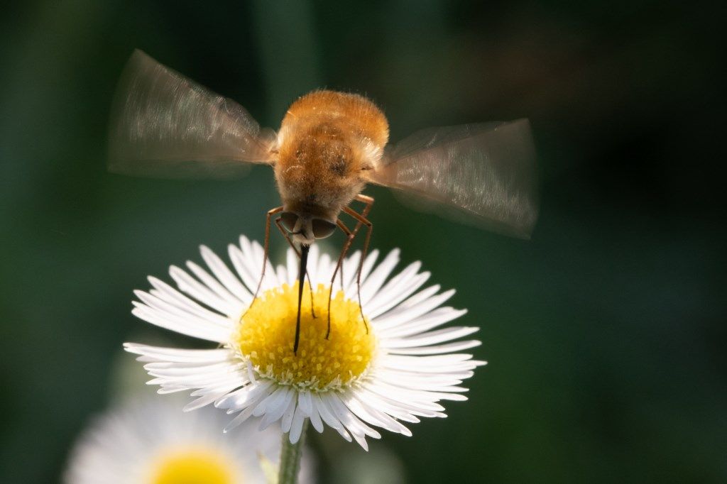 Bombyliidae sp.