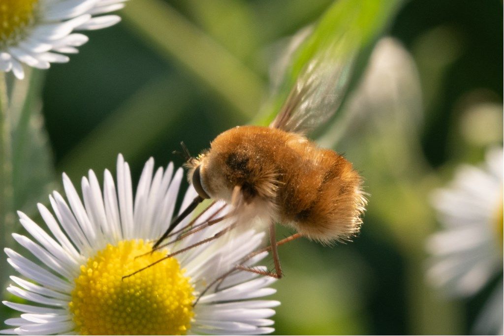 Bombyliidae sp.