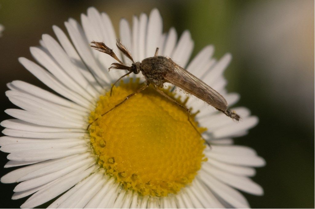 Chaoboridae da confermare