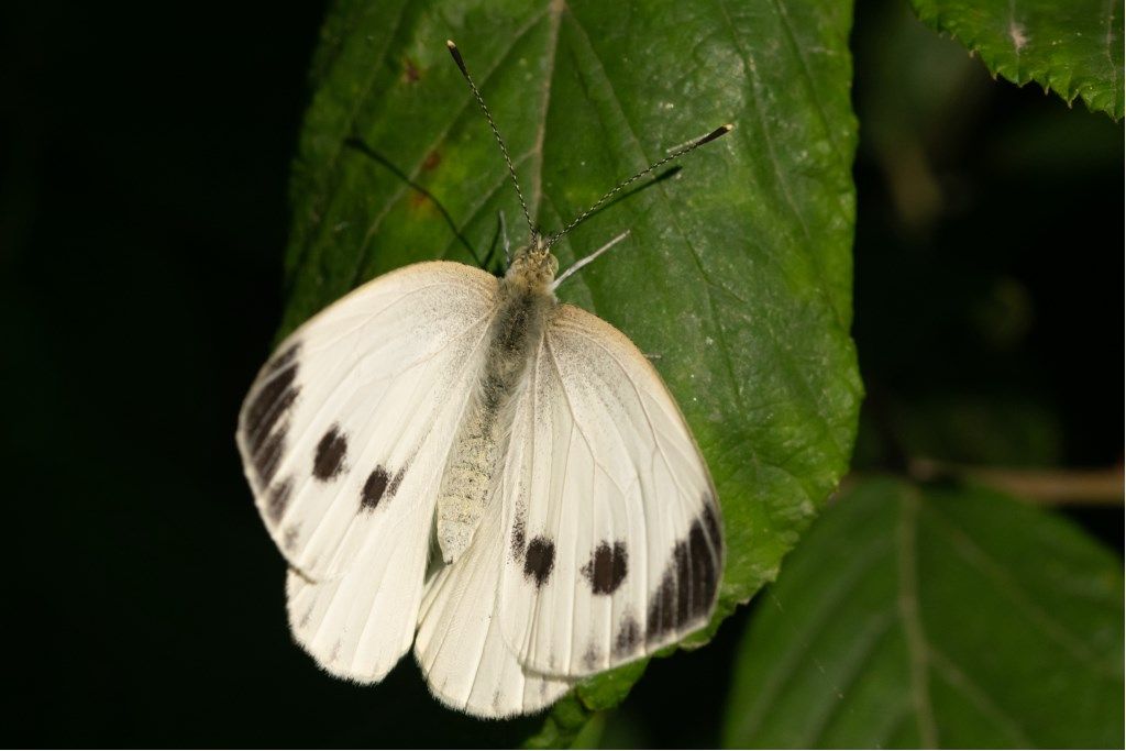 Pieris brassicae?  S !