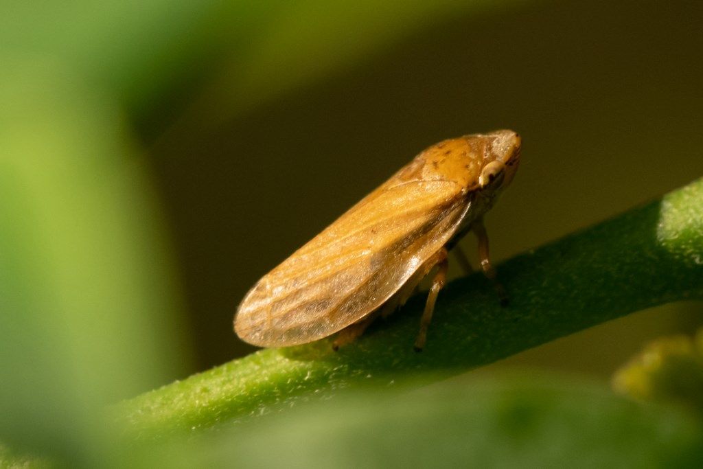 Aphrophoridae da identificare