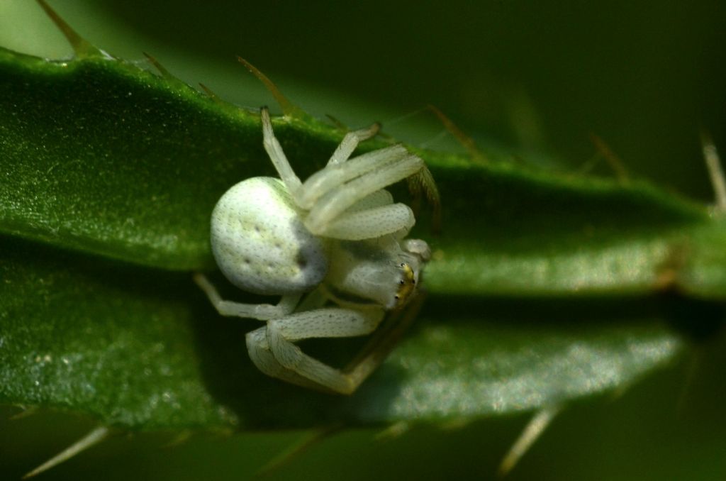 Misumena vatia, femmina - prov. CR