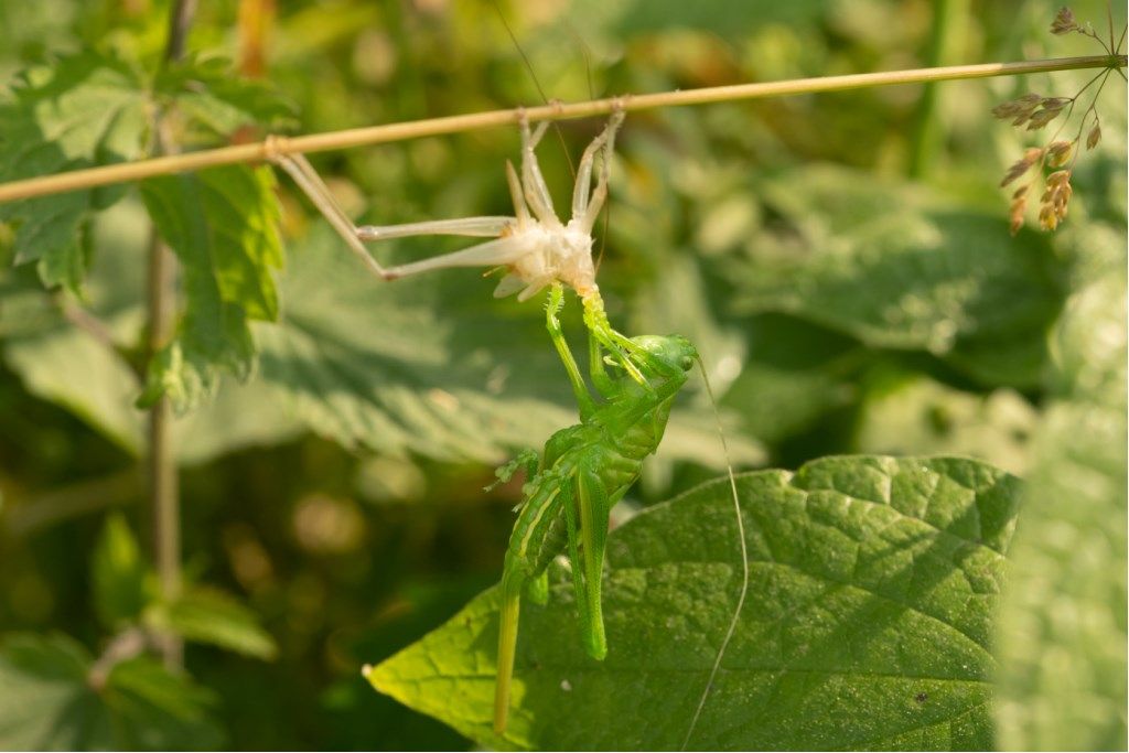 Ninfa di Tettigonia viridissima?  S !