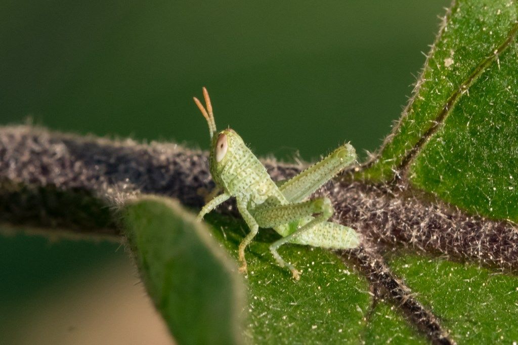 neanide di ... Anacridium aegyptium