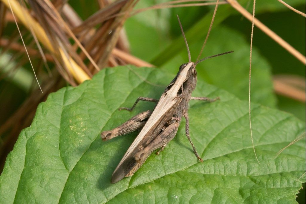 Acrididae: Chorthippus (Glyptobothrus) sp.