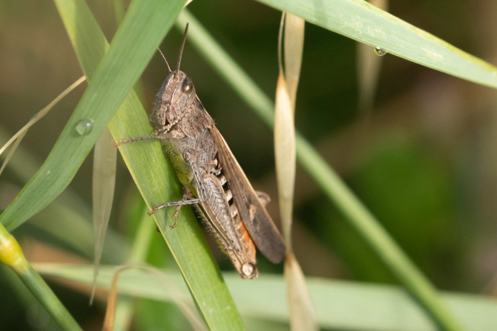 Acrididae: Chorthippus (Glyptobothrus) sp.