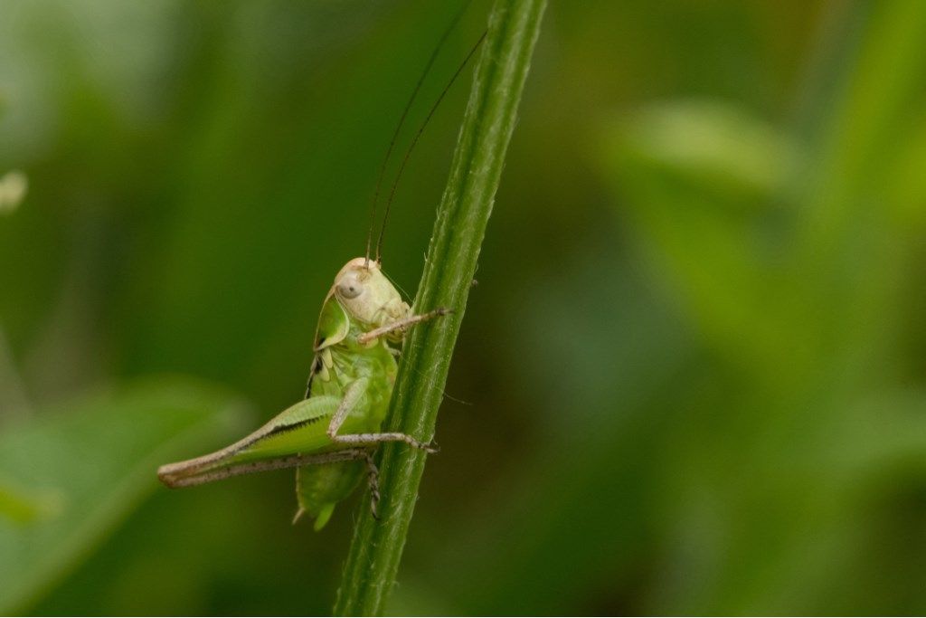 Ninfa di Tettigoniidae Tettigoniinae Platycleidini sp.