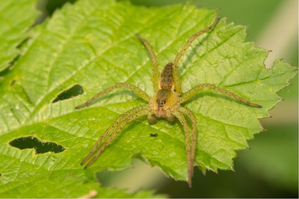 Dolomedes sp., giovane - prov. CR