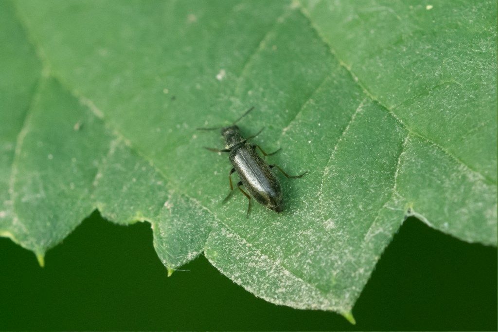 Coleottero: Dasytidae?  S, Dasytes sp., femmina