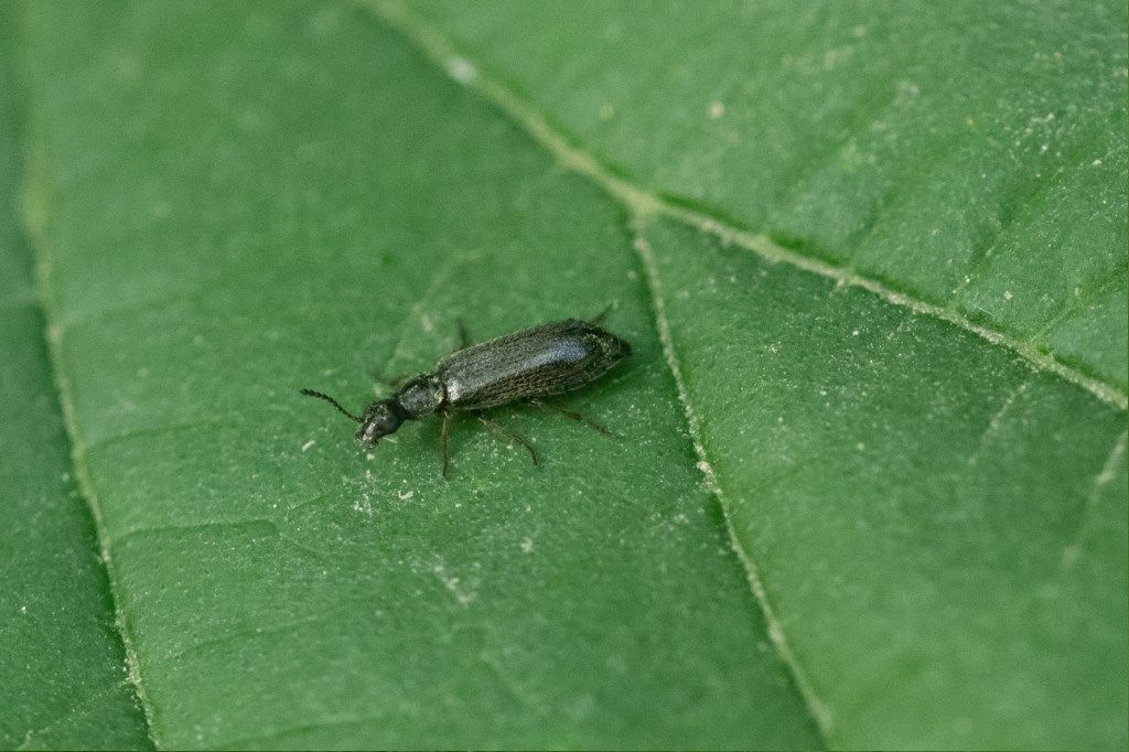 Coleottero: Dasytidae?  S, Dasytes sp., femmina