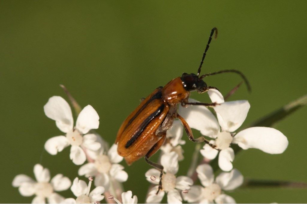 Chrysomelidae: Diabrotica virgifera? S.