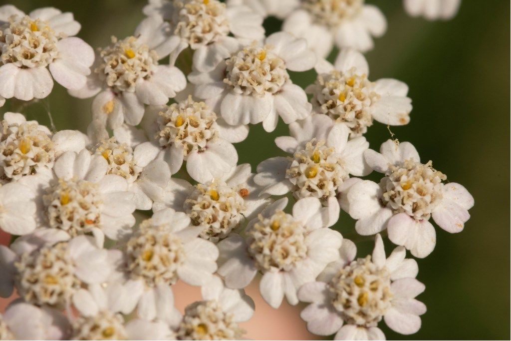 Achillea Ligustica o Millefolium ?