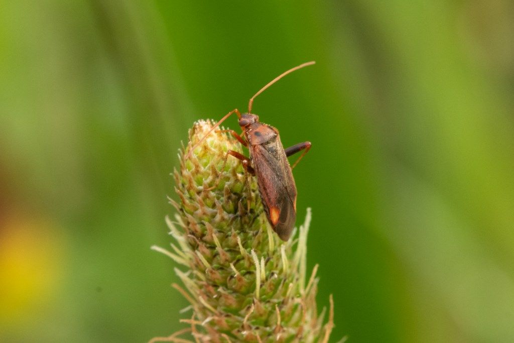 Miridae: Adelphocoris ticiensis