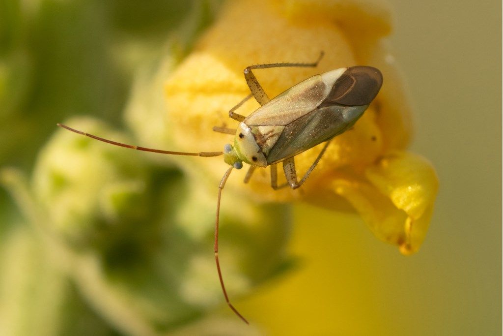 Miridae: Adelphocoris lineolatus